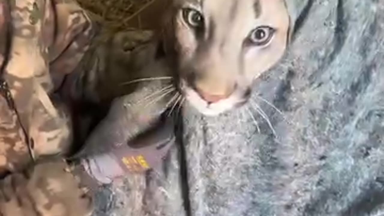 Animal
