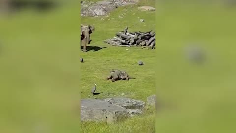 Funny Animals part -8