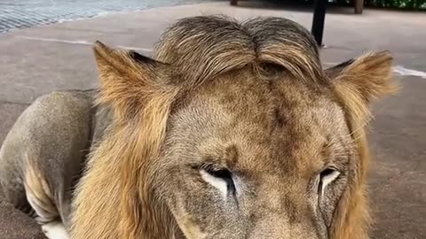 🦁😊 Meet The King Of Gentlemen: A Male Lion Like No Other! | FeedMyCuriosity