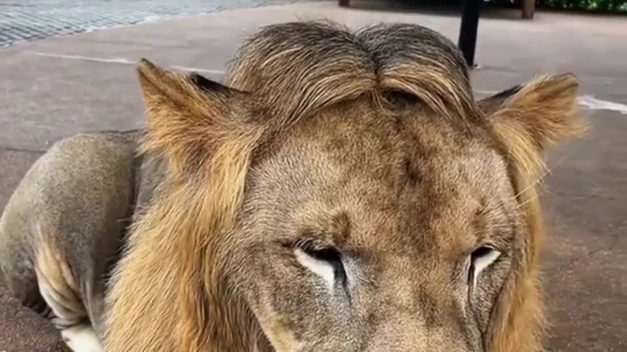🦁😊 Meet The King Of Gentlemen: A Male Lion Like No Other! | FeedMyCuriosity