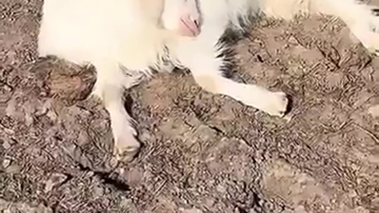 🤣👥 These Sheeple Need a Leader! | FunFM