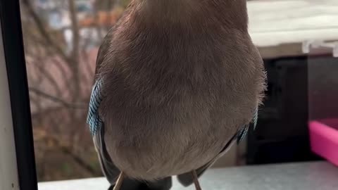 Be kind, love 🐦🕊️ birds