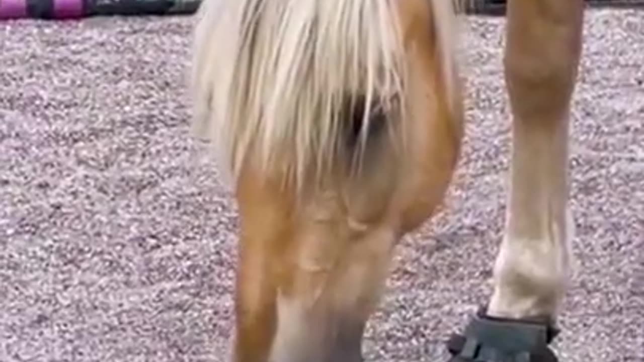 animal memes