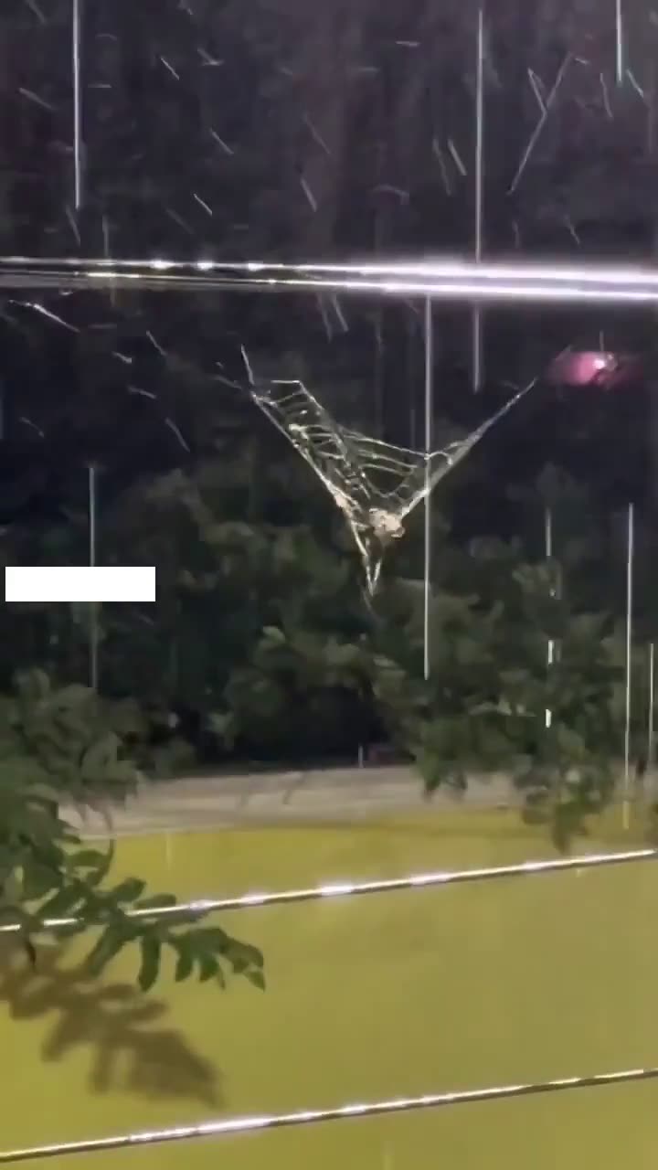 Spiders know to take in their webs when its going to rain