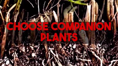 Selecting Companion Plants To Enhance Hydrangea Gardens