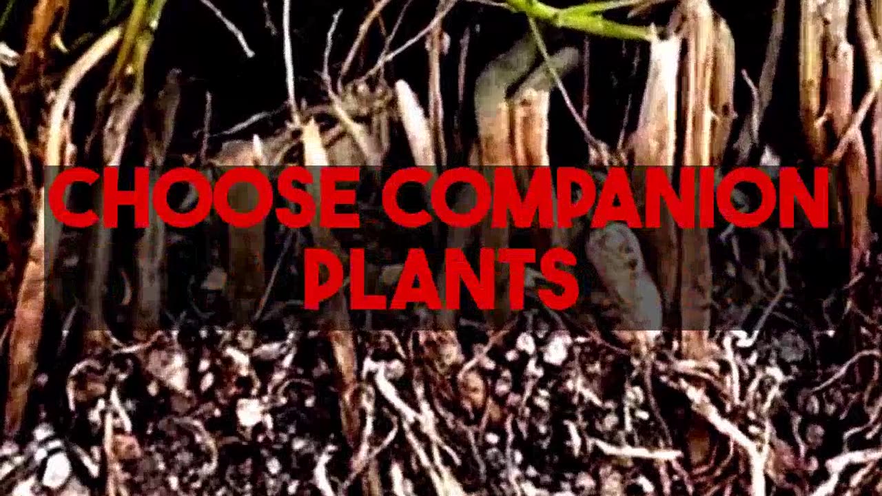 Selecting Companion Plants To Enhance Hydrangea Gardens