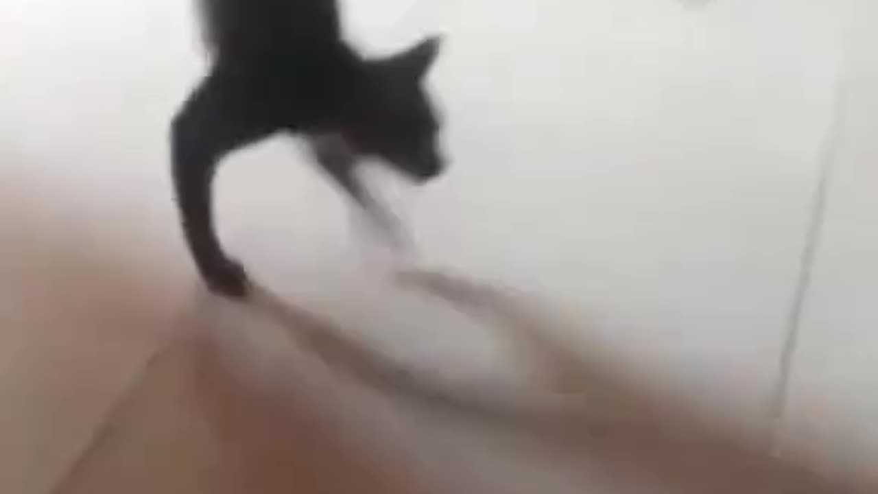 Real or AI Challange by Cats AI Generated