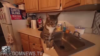 Infowars Network Feed: LIVE 247