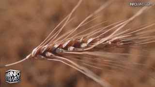 Infowars Network Feed: LIVE 247