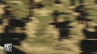 Infowars Network Feed: LIVE 247