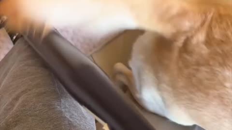 Funny cat 😺 Live by the tail, die by the tail 😁🥰😁😊😊
