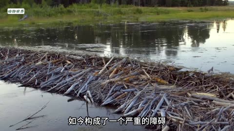 海狸为抵御外敌，耗时一年建造水坝，它是动物界中的一位建筑大师。#海狸 #动物世界
