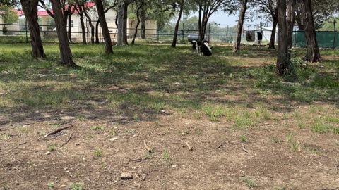 Huskys playing