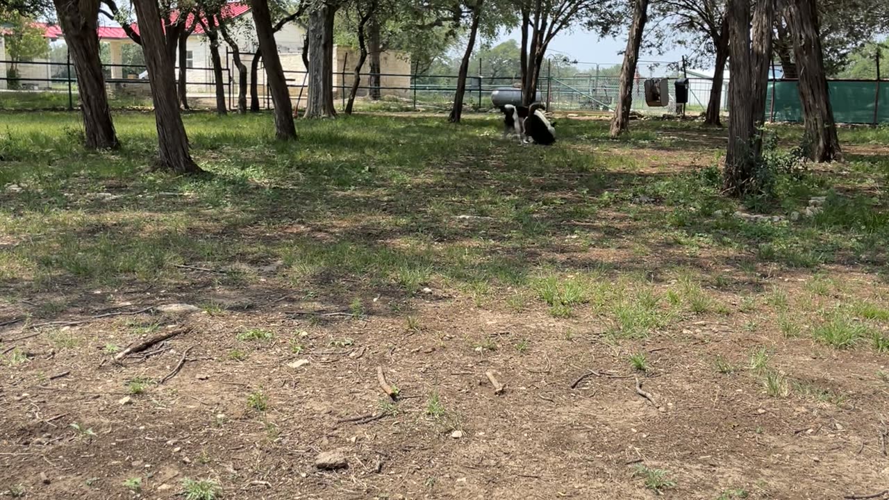 Huskys playing
