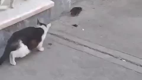 Tom& Jerry