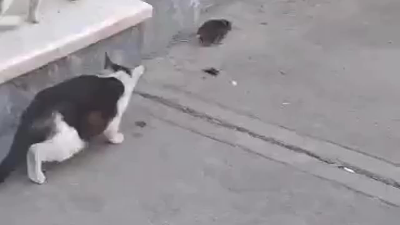 Tom& Jerry