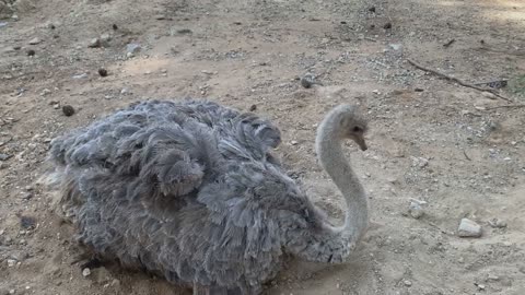 Animal Myths BUSTED: Prepare To Be Amazed! | AMZG Animals