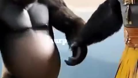 AI Funny animal videos