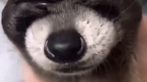 Cute animals