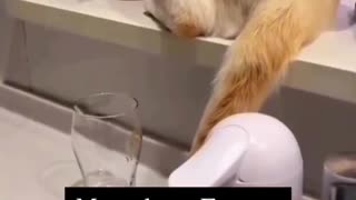 Meowhem