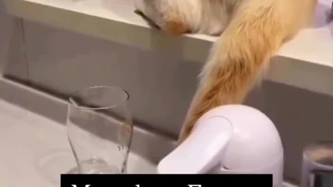 Meowhem