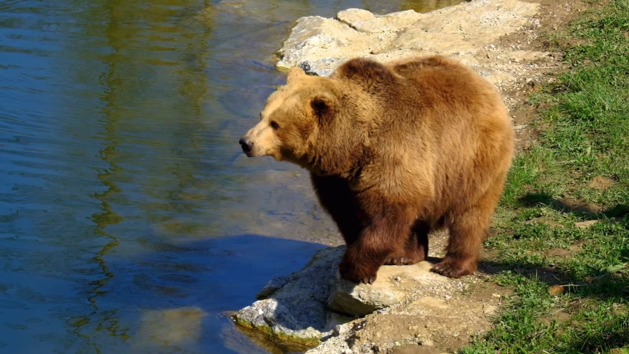Majestic BEAR