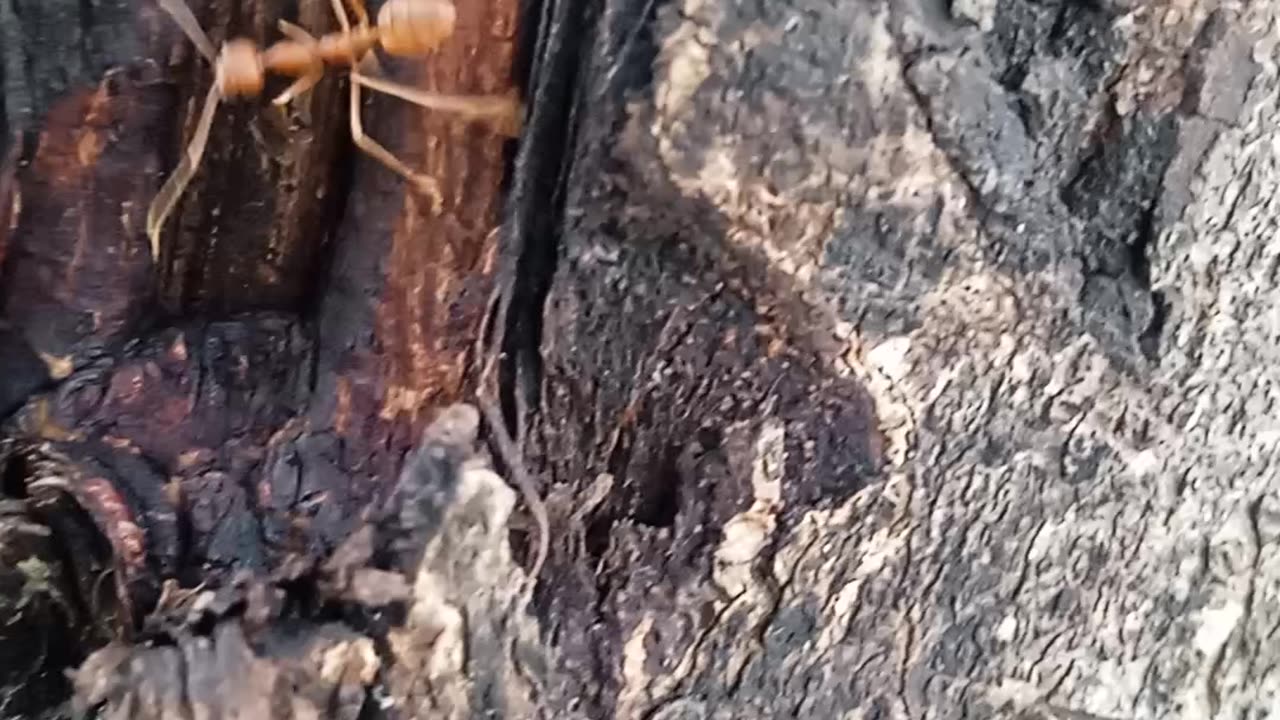 Ant running