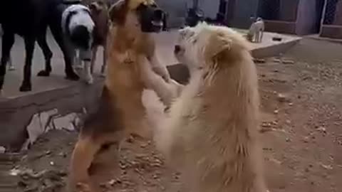 animals