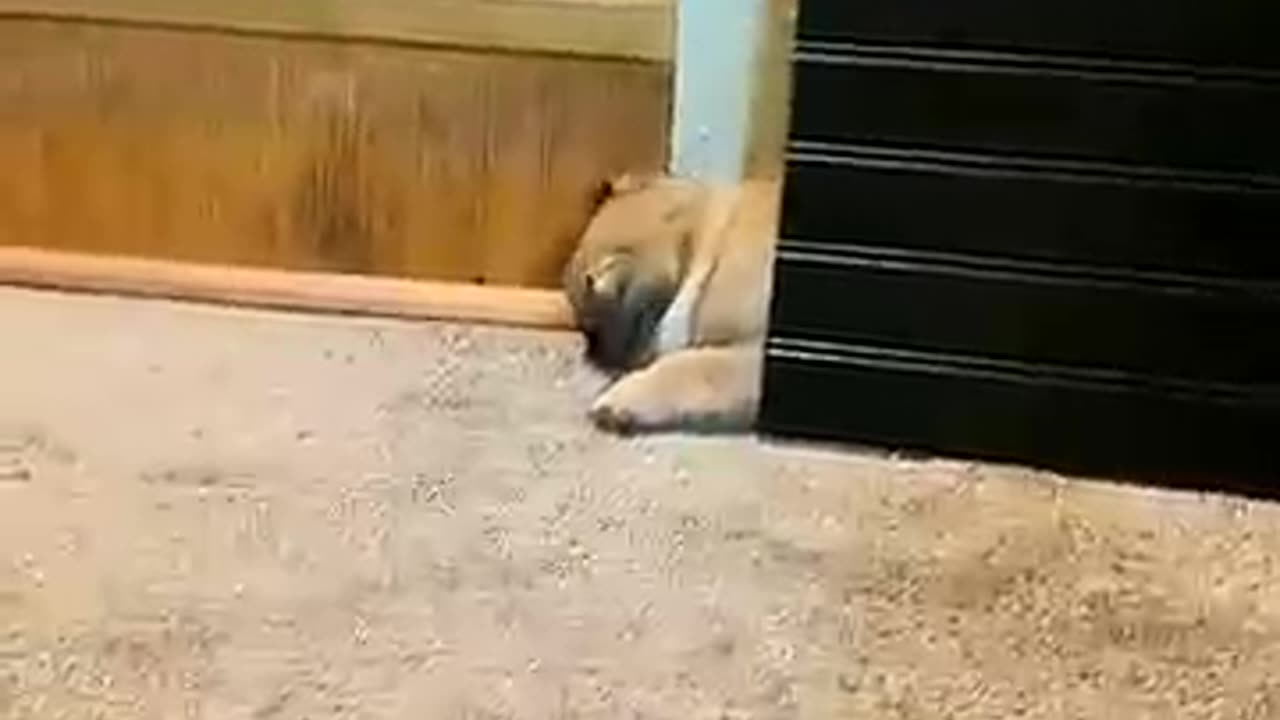 Dogs being dramatic