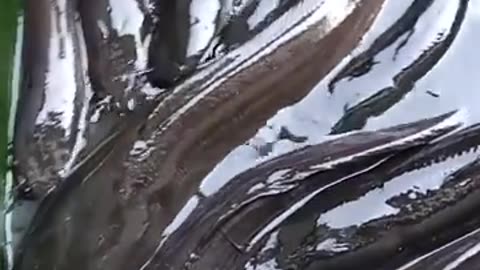 Monster Catch! You Won't Believe the Size of This Fish