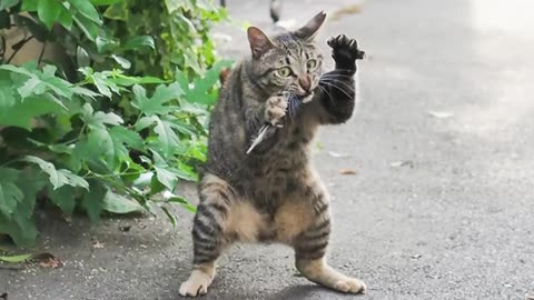 cats-getting-more-silly--funniest-cat-videos-2025