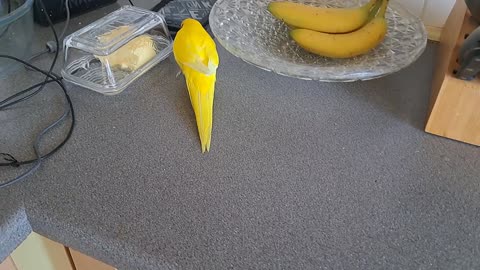 Chocobo says there are no treats in here