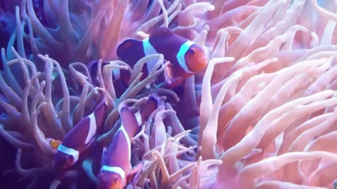 cUltimate Underwater Escape: 3-Hour 4K Coral Reef