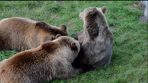 Polar Bear | Brown Bear