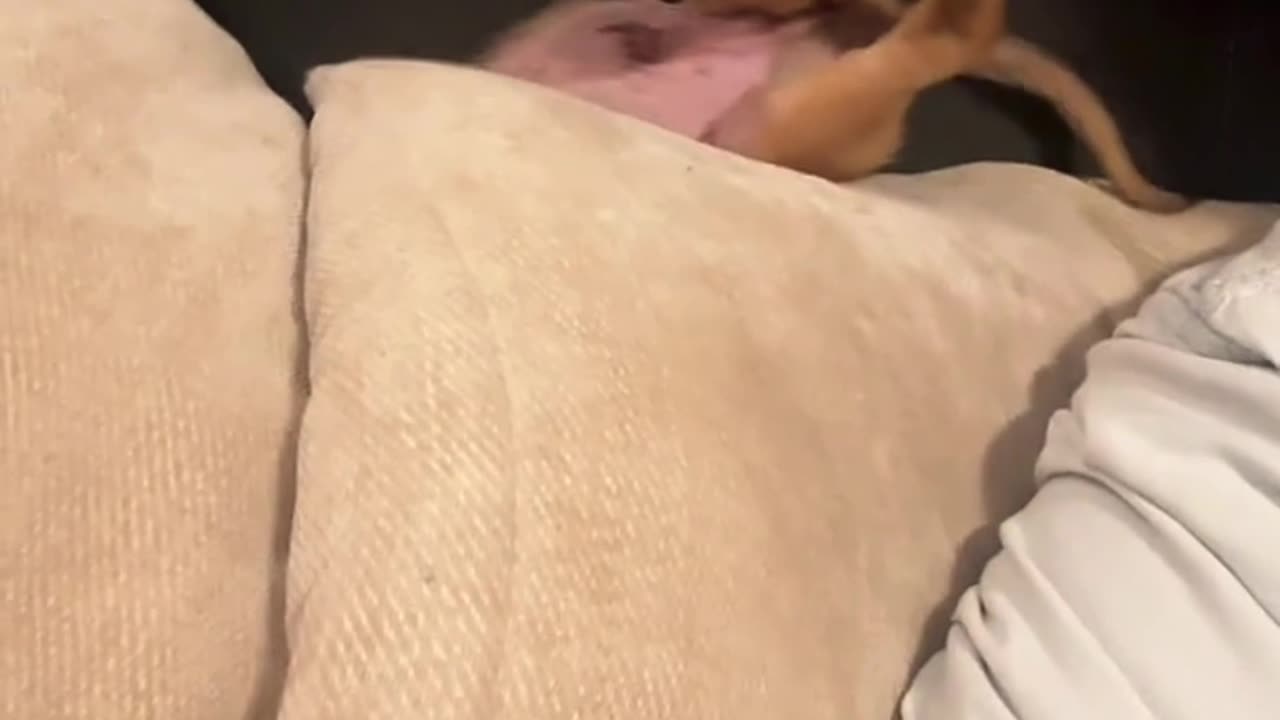 Puppy Face Dives Into Couch