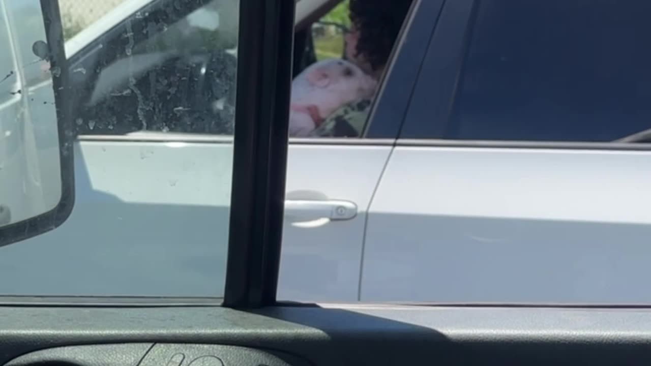 Piglet In The Driver's Seat