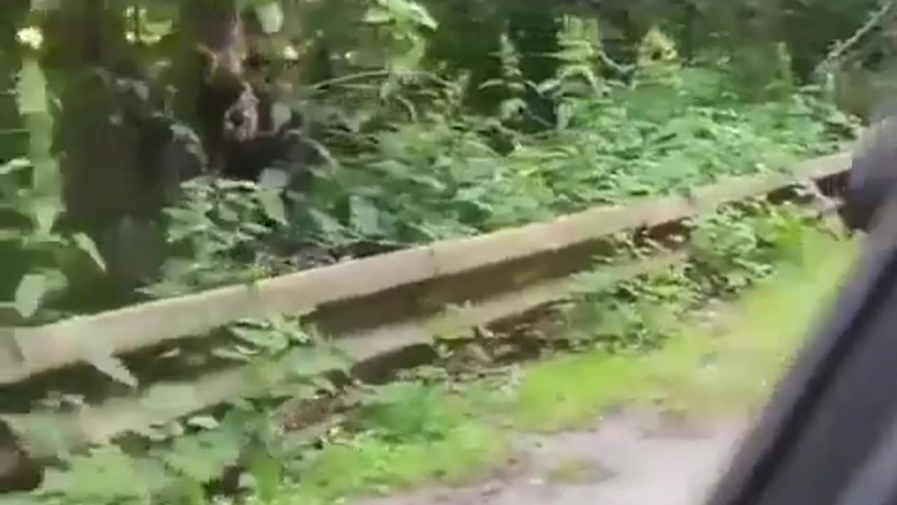 🐻✨ Heartwarming Car Encounter with a Grateful Bear! | FeedMyCuriosity