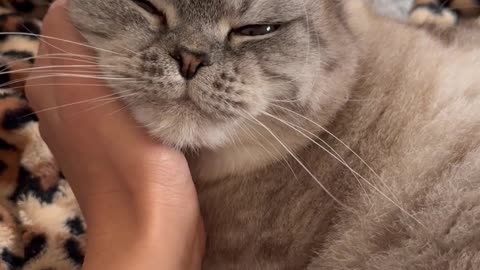 Spoiled Cat Living the Good Life 😻💅 #cutecat #animalshorts #catlovers