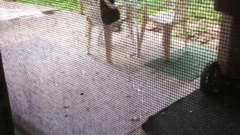 Black Cats Outside