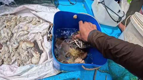 Shocking DiscoveCatfish Found at the Base of a Chà Tree While Diving