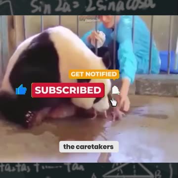 The Heartbreaking Truth About Panda Twins – Watch Before It’s Deleted!
