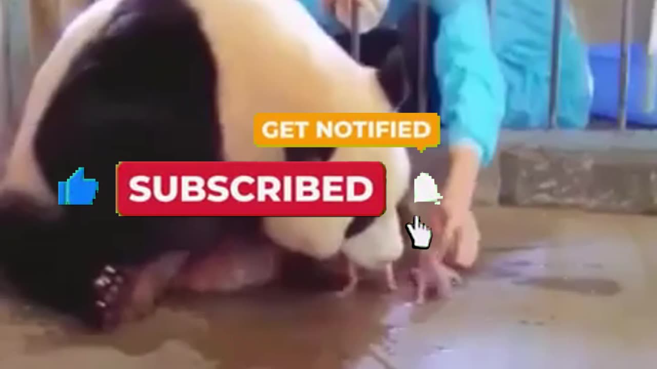 The Heartbreaking Truth About Panda Twins – Watch Before It’s Deleted!
