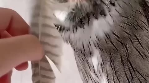 Owls are the cutest