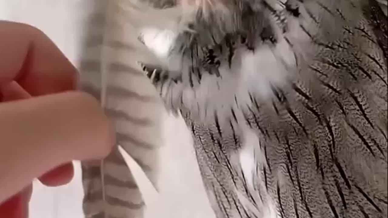 Owls are the cutest