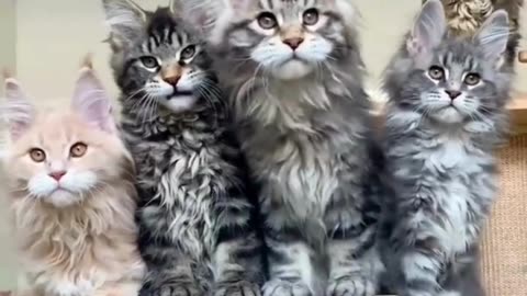 "Mama Cat Teaches Her Baby to Pounce! 🎓🐱Cat Mom Love Dancing Cats videos