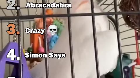 funny parrot moments