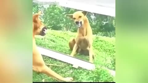 Funny Animal Video