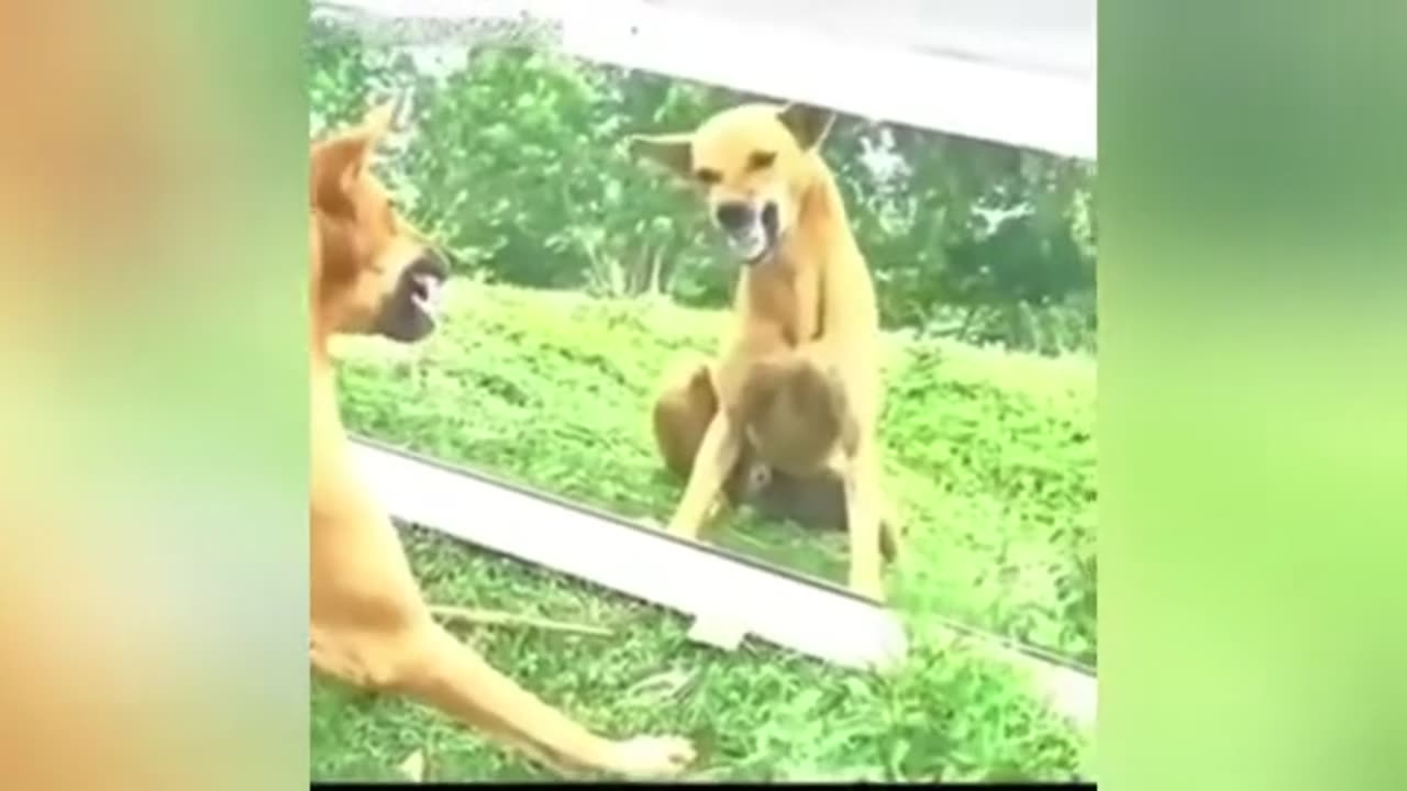 Funny Animal Video
