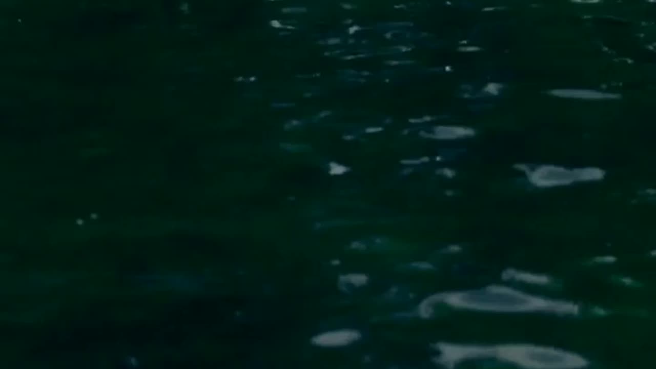 Waterfowls on a Pond