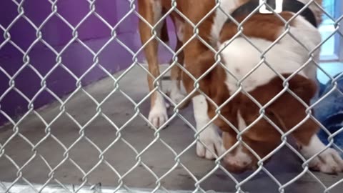Edelweiss 6y Pet Id 948323 kennel 16 HSSAZ shelter was excited, barks, we'll find our way2025080823